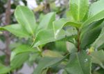山茶