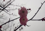 冬梅花