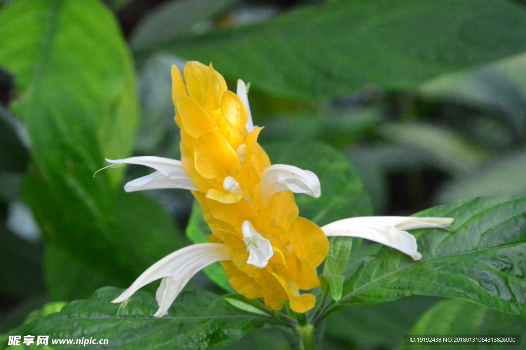 金苞花