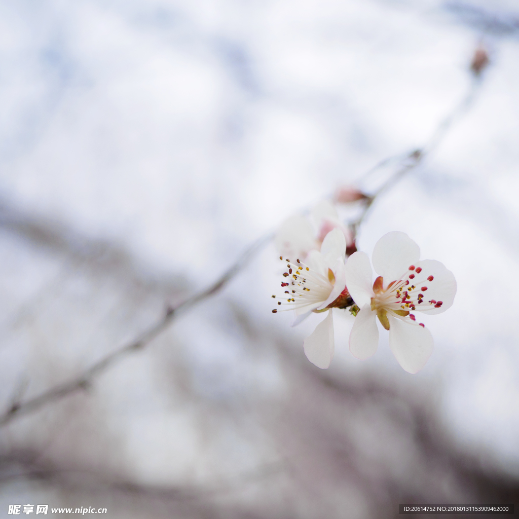 洁白的花朵
