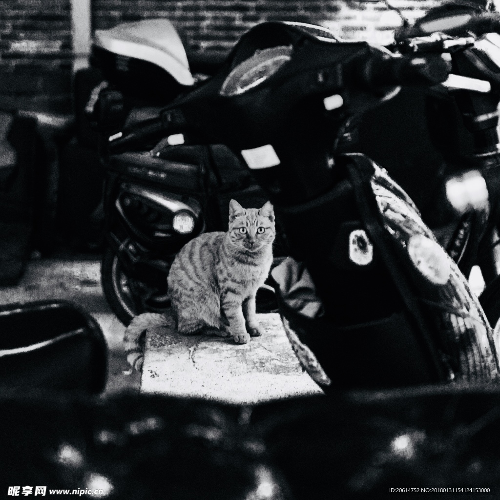 可爱的猫咪