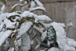 苏州雪景