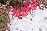 苏州雪景
