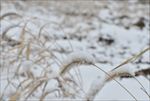 苏州雪景