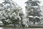 苏州雪景