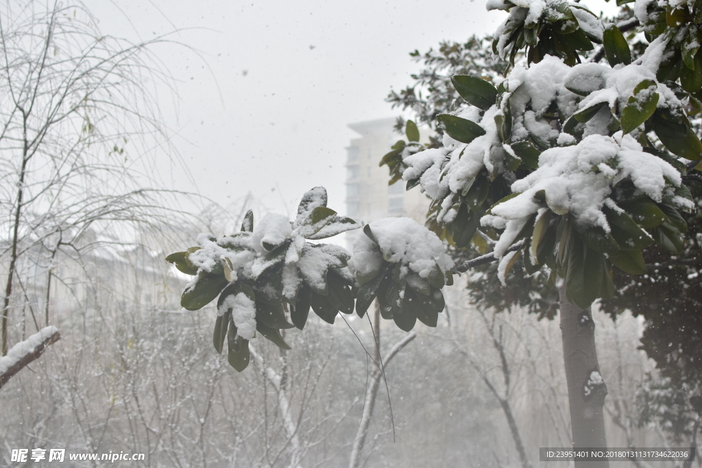 苏州雪景