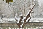 苏州雪景