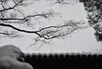 雪景