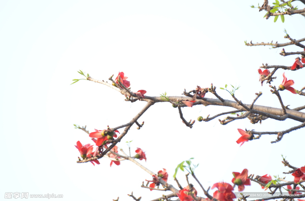 木棉花花枝