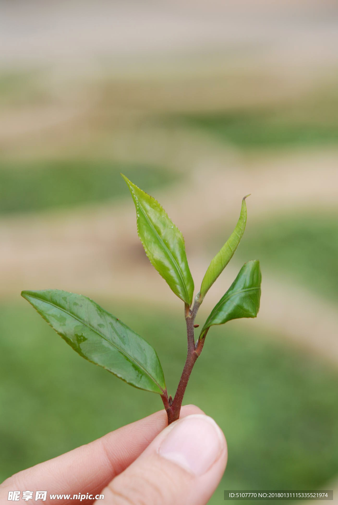 茶芽