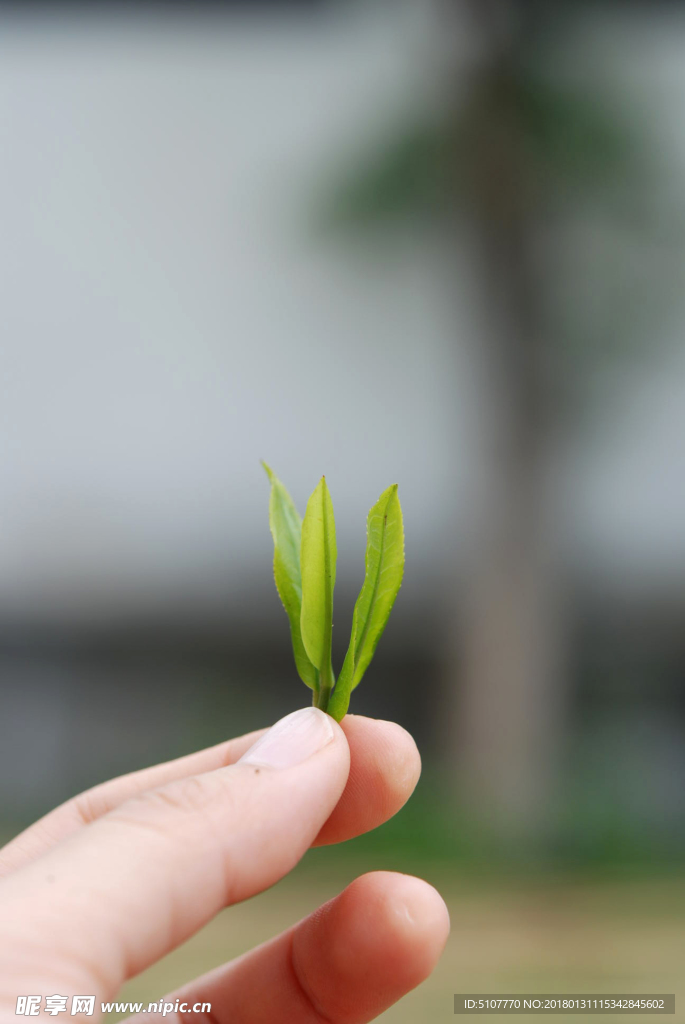 茶芽