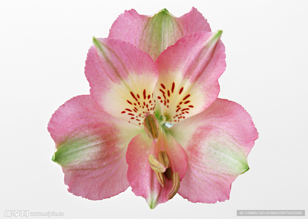 美丽的鲜花 鲜花 花朵 花语