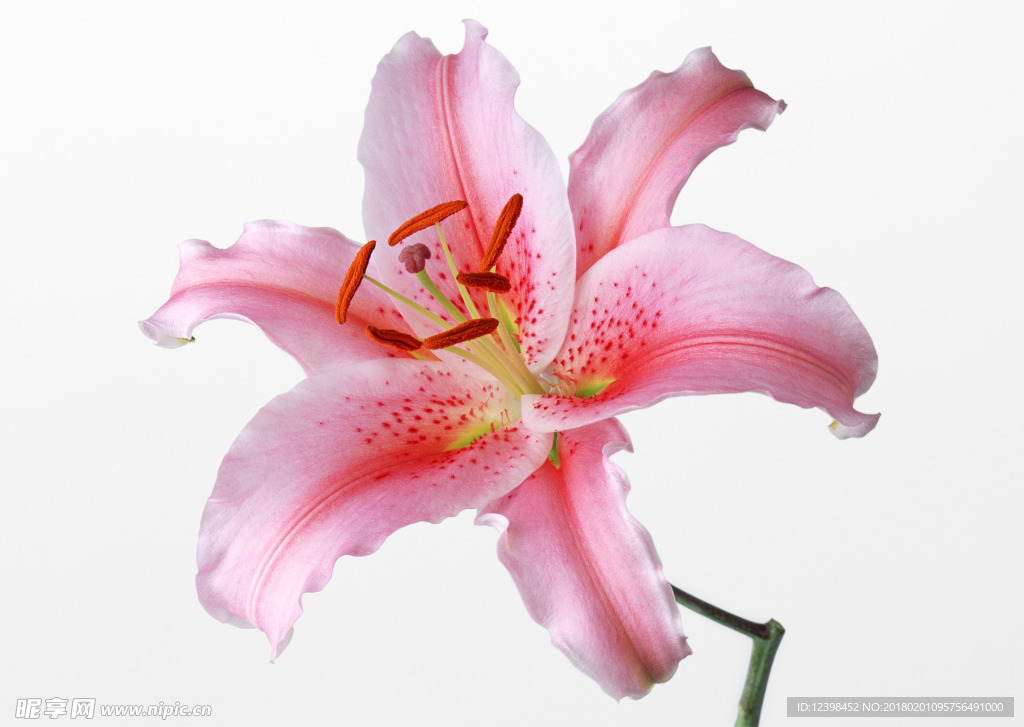 百合
