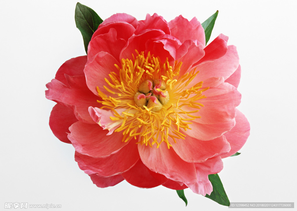 美丽的鲜花 鲜花 花朵
