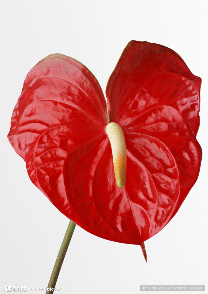 美丽的鲜花 鲜花 花朵 花语