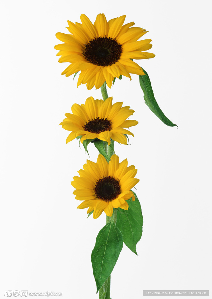 葵花