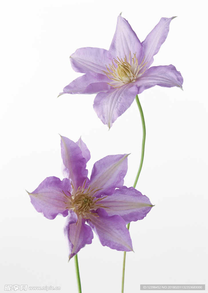 美丽的鲜花 鲜花 花朵 花语
