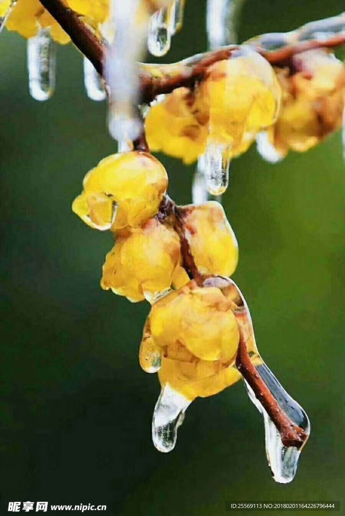 冰花