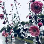 冰花