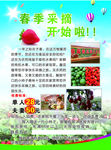 采摘节DM