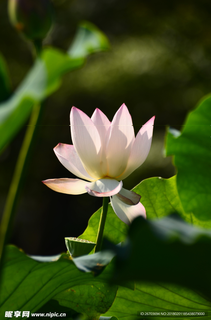 荷花莲叶风景