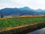 田野