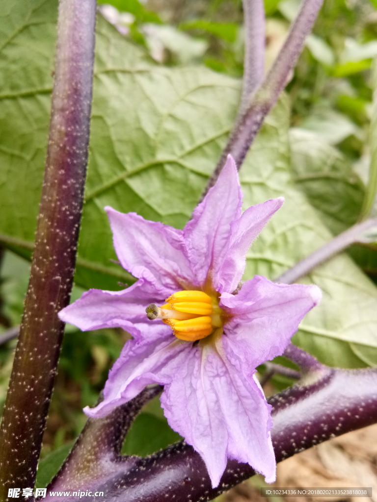 茄子花