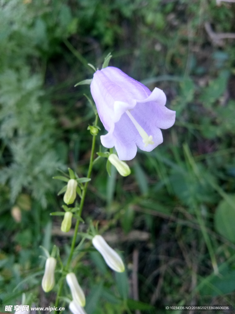 马玲花