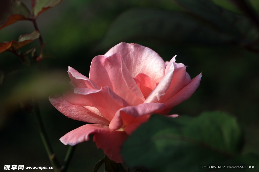 月季花