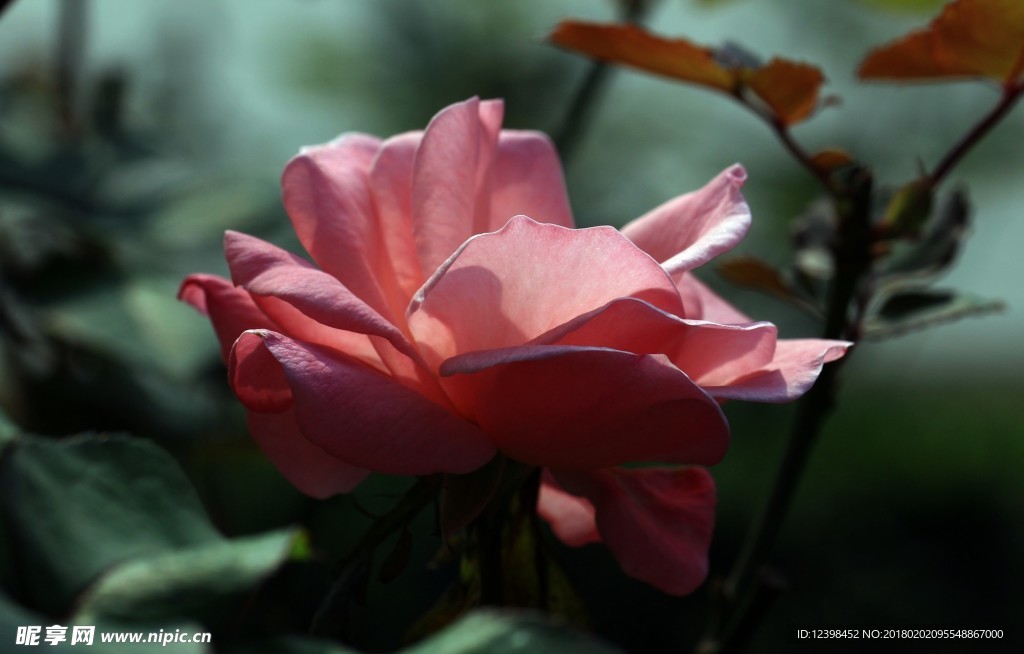 月季花 美丽的鲜花 鲜花 花朵