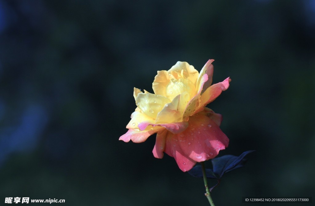 月季花 美丽的鲜花 鲜花 花朵
