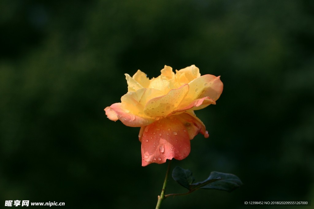 月季花 美丽的鲜花 鲜花 花朵