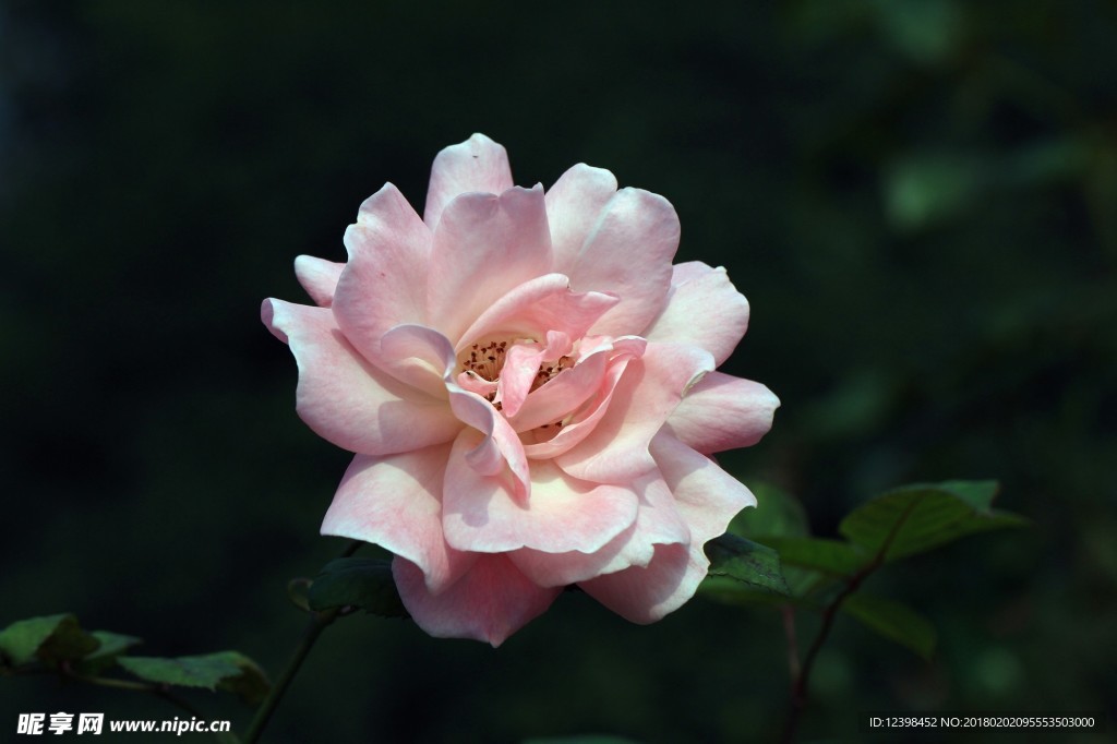 月季花 美丽的鲜花 鲜花 花朵
