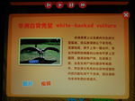 非洲白背秃鹫
