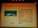 黑背胡狼