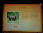 东非条纹羚