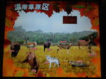 温带草原区动物