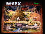 热带草原区动物