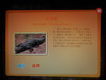 尼罗鳄