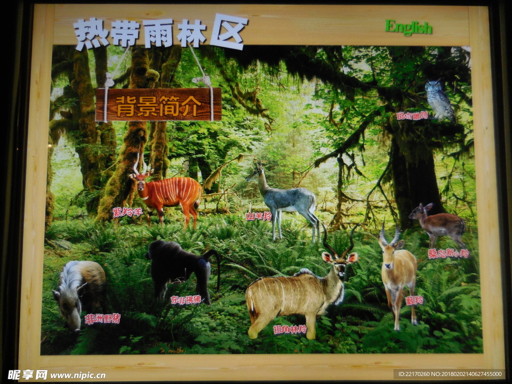 热带雨林区动物
