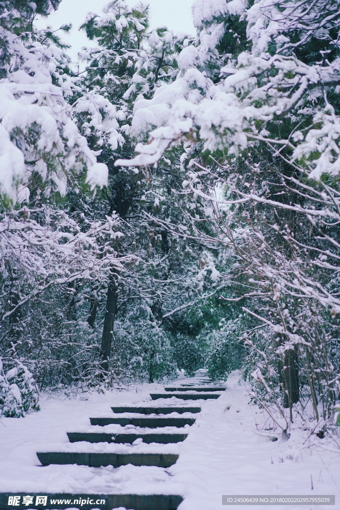 雪中的路