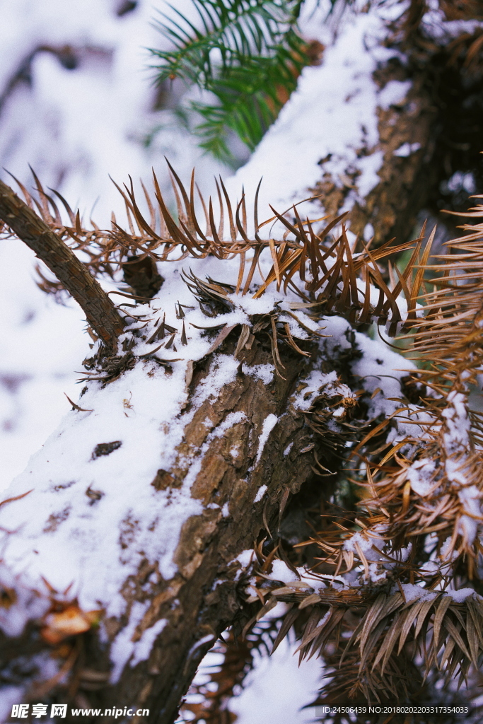 雪压倒的枯树