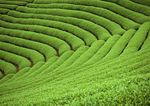 茶叶