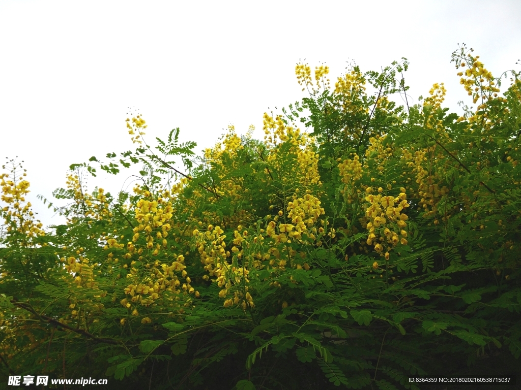 黄色花素材