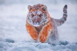 雪中老虎