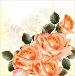 玫瑰花