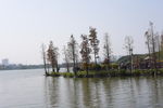 湿地公园