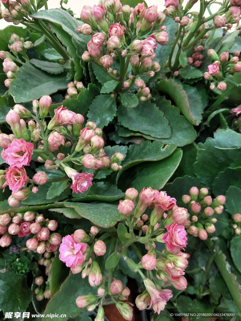 长寿花
