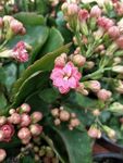 长寿花