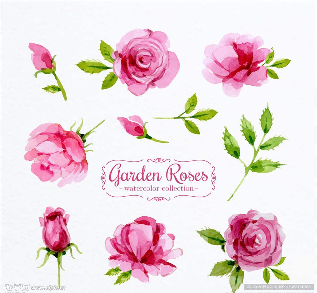 8款水彩绘粉色花园玫瑰花